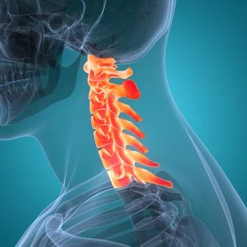 Spinal Cord Vertebral Column Cervical Vertebrae of Human Skeleton System Anatomy Stock Illustration