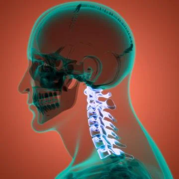 Spinal Cord Vertebral Column Cervical Vertebrae of Human Skeleton System Anatomy Stock Illustration