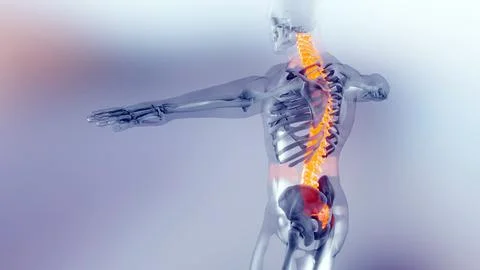 Spinal Cord Vertebral Column Cervical Vertebrae of Human Skeleton, backbone Stock Illustration