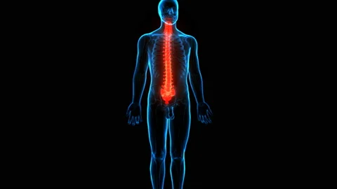 Spinal Cord Vertebral Column of Human Skeleton System Anatomy Animation Concept Video stock 137082403