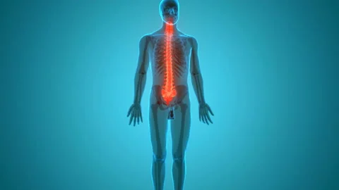 Spinal Cord Vertebral Column of Human Skeleton System Anatomy Animation Concept 스톡 동영상 138185951