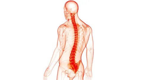 Spinal Cord Vertebral Column of Human Skeleton System Anatomy Animation Concept 스톡 동영상 154750300