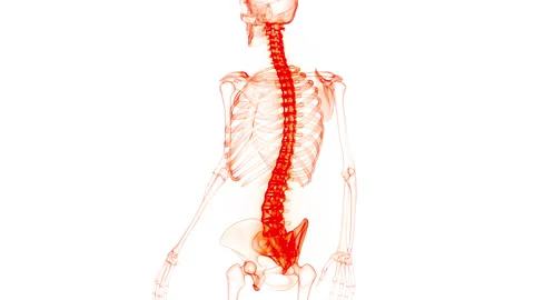 Spinal Cord Vertebral Column of Human Skeleton System Anatomy Animation Concept 스톡 동영상 154834680