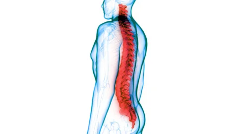 Spinal Cord Vertebral Column of Human Skeleton System Anatomy Animation Concept 库存影片 155791891