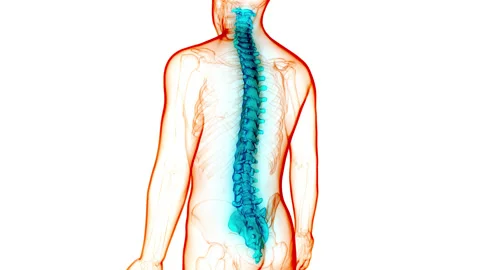 Spinal Cord Vertebral Column of Human Skeleton System Anatomy Animation Concept Vídeos de archivo 156529655