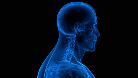 Spinal Cord Vertebral Column of Human Skeleton System Anatomy Animation Concept 库存影片 161053067
