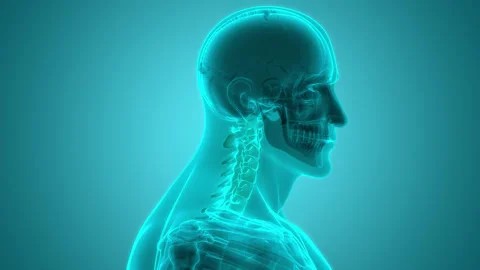 Spinal Cord Vertebral Column of Human Skeleton System Anatomy Animation Concept Stock Footage 161053269