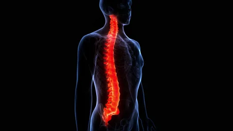 Spinal Cord Vertebral Column of Human Skeleton System Anatomy Animation Concept Stock Footage 166601381
