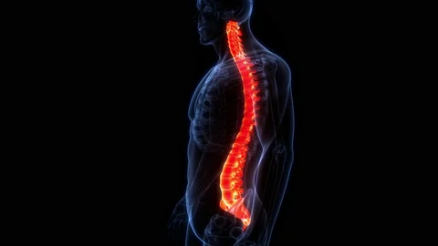 Spinal Cord Vertebral Column of Human Skeleton System Anatomy Animation Concept 库存影片 200867335