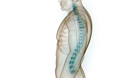 Spinal Cord Vertebral Column of Human Skeleton System Anatomy Animation Concept Stock-Footage 249433599