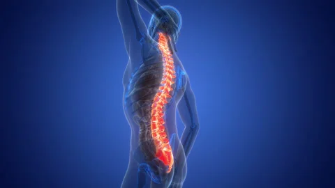 Spinal Cord Vertebral Column of Human Skeleton System Anatomy Animation Concept 動画素材 250441409