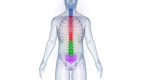 Spinal Cord Vertebral Column of Human Skeleton System Anatomy Animation Concept Stock Footage 250441573
