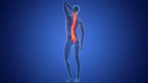 Spinal Cord Vertebral Column of Human Skeleton System Anatomy Animation Concept Video stock 264940707