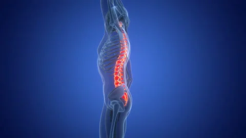 Spinal Cord Vertebral Column of Human Skeleton System Anatomy Animation Concept Stock Footage 264941075