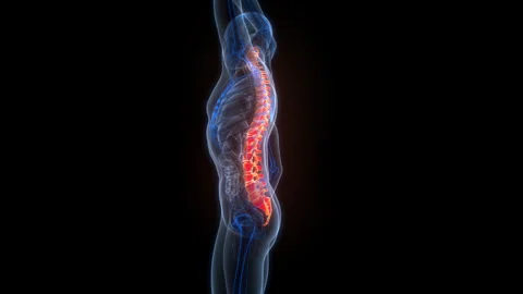 Spinal Cord Vertebral Column of Human Skeleton System Anatomy Animation Concept 스톡 동영상 266526013