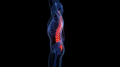 Spinal Cord Vertebral Column of Human Skeleton System Anatomy Animation Concept Stock Footage 266526504