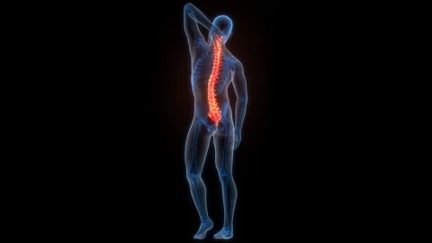 Spinal Cord Vertebral Column of Human Skeleton System Anatomy Animation Concept 스톡 동영상 266527122