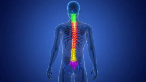 Spinal Cord Vertebral Column of Human Skeleton System Anatomy Animation Concept 스톡 동영상 266530191