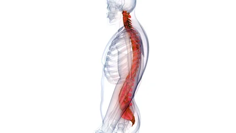 Spinal Cord Vertebral Column of Human Skeleton System Anatomy Animation Concept Stock Footage 266544888