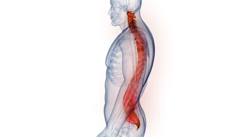 Spinal Cord Vertebral Column of Human Skeleton System Anatomy Animation Concept Stock Footage 266544912