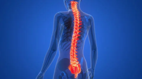 Spinal Cord Vertebral Column of Human Skeleton System Anatomy Animation Concept Stock Footage 266641408