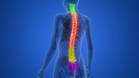 Spinal Cord Vertebral Column of Human Skeleton System Anatomy Animation Concept Stock Footage 266641593