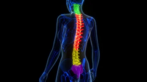 Spinal Cord Vertebral Column of Human Skeleton System Anatomy Animation Concept Stock Footage 266645391