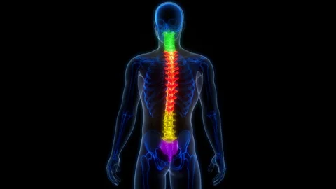 Spinal Cord Vertebral Column of Human Skeleton System Anatomy Animation Concept Stock Footage 266649533