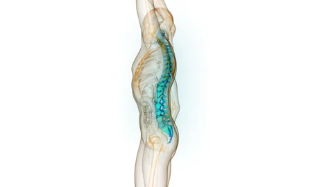 Spinal Cord Vertebral Column of Human Skeleton System Anatomy Animation Concept 스톡 동영상 281260216