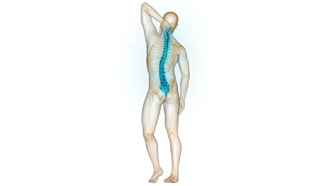 Spinal Cord Vertebral Column of Human Skeleton System Anatomy Animation Concept 스톡 동영상 281574536