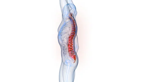Spinal Cord Vertebral Column of Human Skeleton System Anatomy Animation Concept 스톡 동영상 286007279