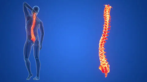 Spinal Cord Vertebral Column of Human Skeleton System Anatomy Animation Concept Video stock 286011153