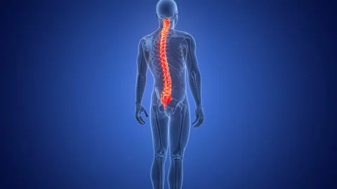 Spinal Cord Vertebral Column of Human Skeleton System Anatomy Animation Concept 스톡 동영상 291390620