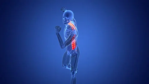 Spinal Cord Vertebral Column of Human Skeleton System Anatomy Animation Concept Видео 291392937