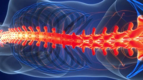 Spinal Cord Vertebral Column of Human Skeleton System Anatomy Animation Concept 스톡 동영상 303622184