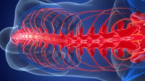 Spinal Cord Vertebral Column of Human Skeleton System Anatomy Animation Concept 스톡 동영상 303622194