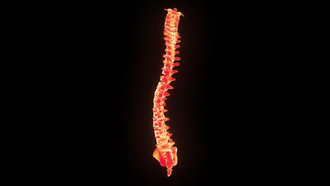 Spinal Cord Vertebral Column of Human Skeleton System Anatomy Animation Concept 스톡 동영상 303623185