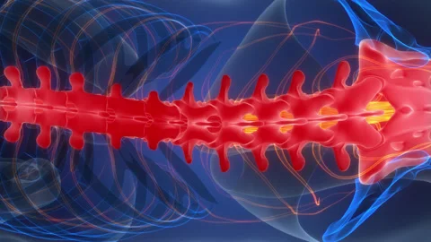 Spinal Cord Vertebral Column of Human Skeleton System Anatomy Animation Concept Video stock 303625435