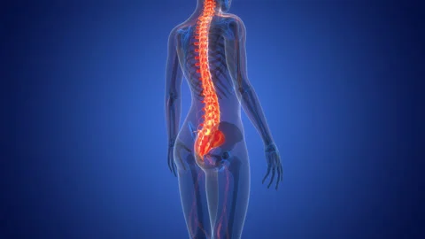 Spinal Cord Vertebral Column of Human Skeleton System Anatomy Animation Concept Stock-Footage 303625880