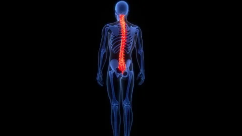 Spinal Cord Vertebral Column of Human Skeleton System Anatomy Animation Concept Stock-Footage 303626097
