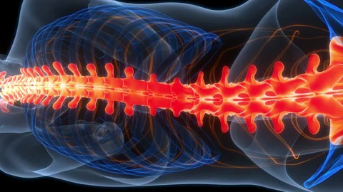 Spinal Cord Vertebral Column of Human Skeleton System Anatomy Animation Concept Video stock 307404386
