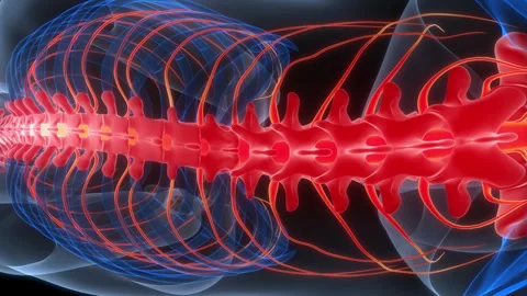 Spinal Cord Vertebral Column of Human Skeleton System Anatomy Animation Concept Stock Footage 307404516