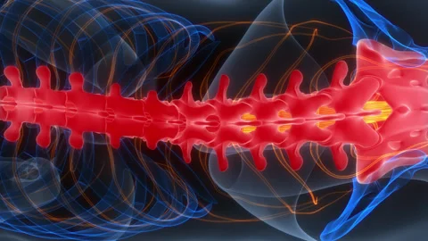 Spinal Cord Vertebral Column of Human Skeleton System Anatomy Animation Concept Stock Footage 307405058