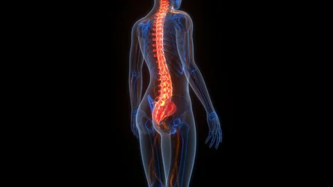 Spinal Cord Vertebral Column of Human Skeleton System Anatomy Animation Concept Stock Footage 307405368