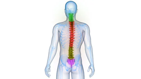 Spinal Cord Vertebral Column of Human Skeleton System Anatomy Animation Concept Vidéo 331861872