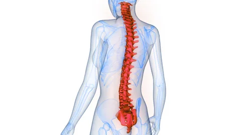 Spinal Cord Vertebral Column of Human Skeleton System Anatomy Animation Concept 스톡 동영상 331863750