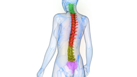 Spinal Cord Vertebral Column of Human Skeleton System Anatomy Animation Concept Stock Footage 331863756
