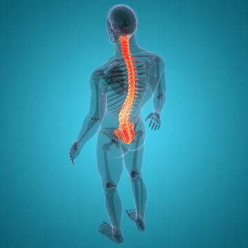 Spinal Cord Vertebral Column of Human Skeleton System Anatomy Stock Illustration