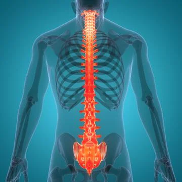 Spinal Cord Vertebral Column of Human Skeleton System Anatomy Stock Illustration