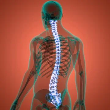 Spinal Cord Vertebral Column of Human Skeleton System Anatomy Stock Illustration